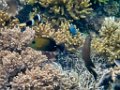 0342 Derawan Onder water