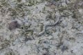 8518 Derawan Zeeslang