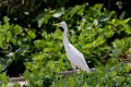 8547 Derawan Grote zilverreiger