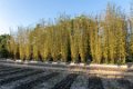 8755 Kunming Green Lake