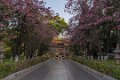 8855 Kunming Yuantong tempel-2