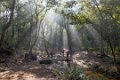 2052 Pachmarhi Chauragargh