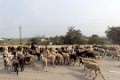 2150 Ujjain Schapen