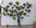 4690 Cordoba Muurbloemen