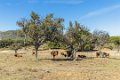 4900 Grazalema park Wandeling