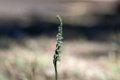 4915 Grazalema park Orchidee