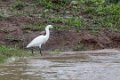 5378 Tarapoto Kleine zilverreiger