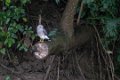 5387 Tarapoto Wegbuizerd