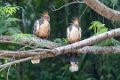 5401 Tarapoto Hoatzin