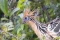 5418 Tarapoto Hoatzin 2-gigapixel-low_res-scale-2_00x