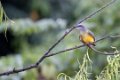 5436 Tarapoto Tropische Koningstiran
