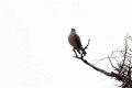 5444 Tarapoto Wegbuizerd