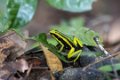5478 Tarapoto Geelgestreepte gifkikker