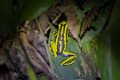 5520 Tarapoto Geelgestreepte gifkikker
