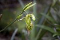5543 Moyobamba Orchidee