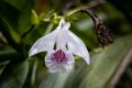 5549 Moyobamba Orchidee