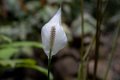 5550 Moyobamba Orchidee