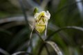 5553 Moyobamba Orchidee