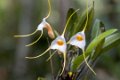 5554 Moyobamba Orchidee