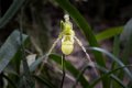 5556 Moyobamba Orchidee