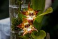 5558 Moyobamba Orchidee