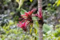 5560 Moyobamba Orchidee