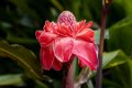 5561 Moyobamba Orchidee