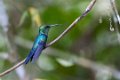 5573 Moyobamba Blauwstaartsmaragdkolibrie