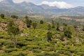 7071 Munnar Theeplantages