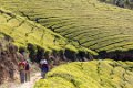 7101 Munnar Theeplantages