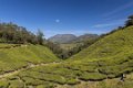 7112 Munnar Theeplantages