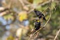 Nagarhole Southern hill myna
