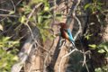 1807 Ranganathittu Vogelreservaat Smyrna IJsvogel