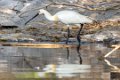 1811 Ranganathittu Vogelreservaat Lepelaar