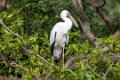 1830 Ranganathittu Vogelreservaat Indische Gaper