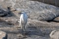 1833 Ranganathittu Vogelreservaat Middelste zilverreiger