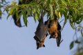 1835 Ranganathittu Vogelreservaat Vliegende hond
