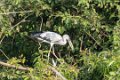 1837 Ranganathittu Vogelreservaat Indische Gaper