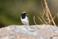 1851 Ranganathittu Vogelreservaat Bonte Kwikstaart