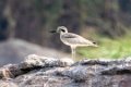 1867 Ranganathittu Vogelreservaat Grote Griel