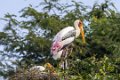 1883 Ranganathittu Vogelreservaat_