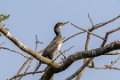1901 Ranganathittu Vogelreservaat Kleine Aalscholver