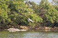 1905 Ranganathittu Vogelreservaat Pelikaan