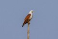 1916 Ranganathittu Vogelreservaat Bramaanse Wouw