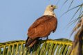 2133 Madikeri Bramaanse wouw