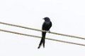 2152 Backwaters Zwarte Drongo