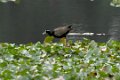 Backwaters Bronsvleugeljacana