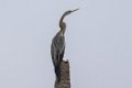 2187 Backwaters Slangenhalsvogel