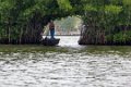 2193 Backwaters Mangrovetocht