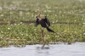 8165 Backwaters Slangenhalsvogel